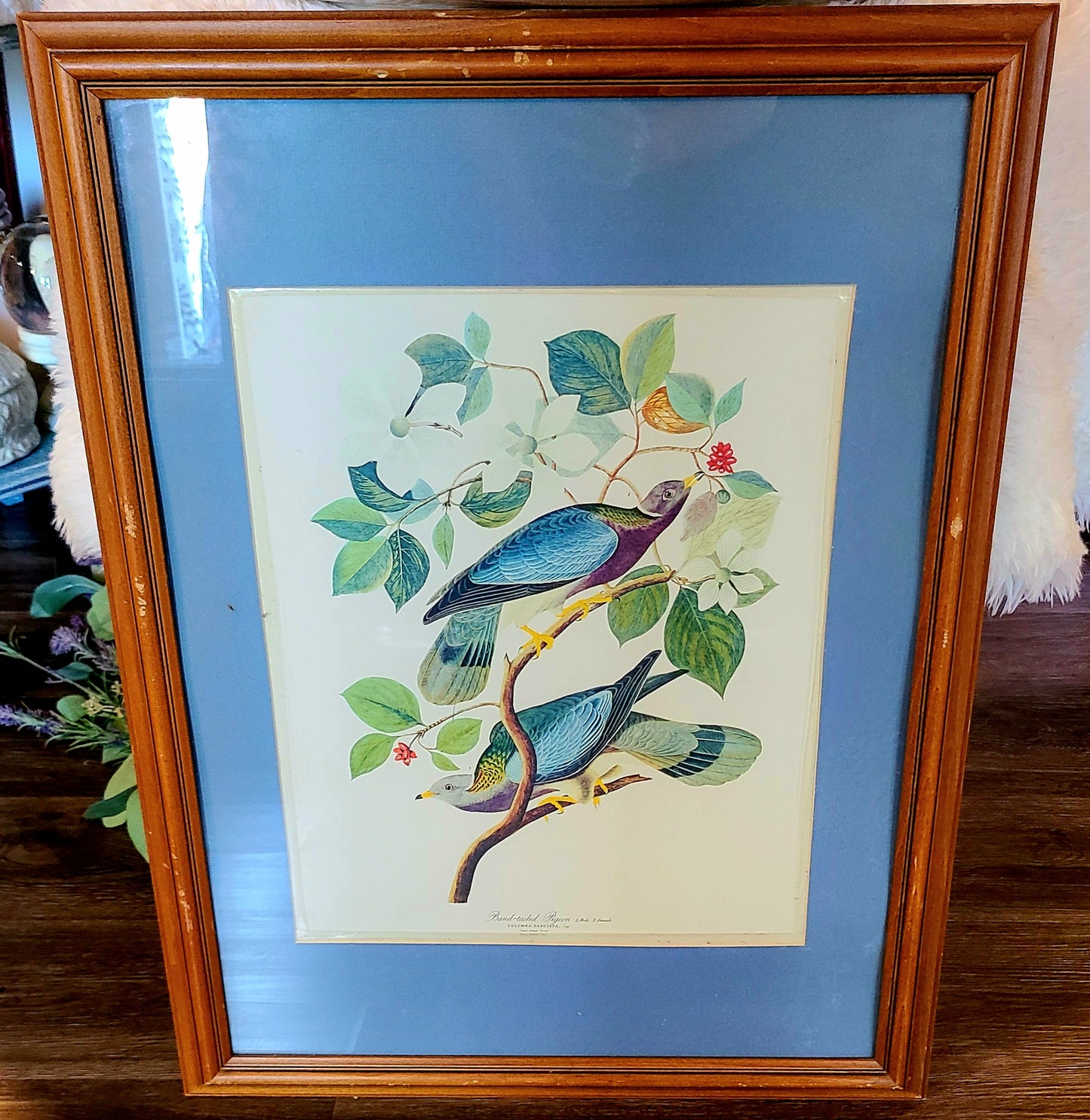 Vintage 1964 Reproduction Framed Print of James Audubon's "Band Tailed Pigeons-Valued at $125